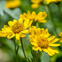 Arnica Featured Ingredient - L'Occitane