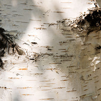 Birch_Sap Featured Ingredient - L'Occitane