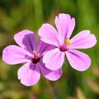 Geranium_2 Featured Ingredient - L'Occitane