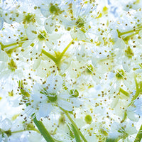 Meadowsweet Featured Ingredient - L'Occitane