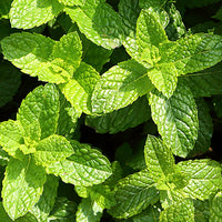 Peppermint Featured Ingredient - L'Occitane