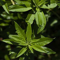 Verbena Featured Ingredient - L'Occitane