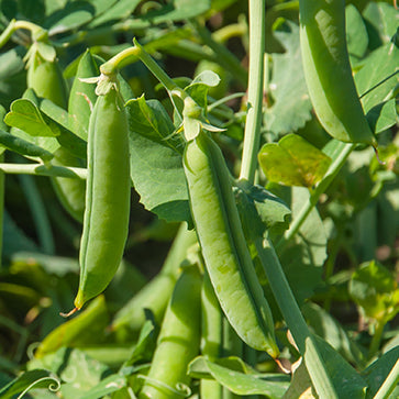 Hernepeptidi