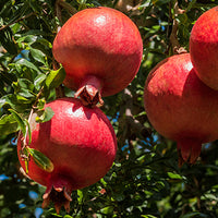 Pomegranate Featured Ingredient - L'Occitane